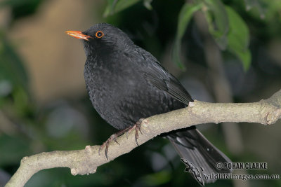 Common Blackbird 5801.jpg