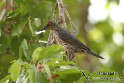 Singing Starling 0252.jpg