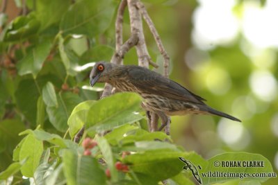 Singing Starling 0253.jpg