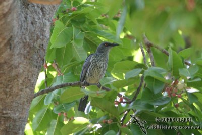 Singing Starling 0382.jpg