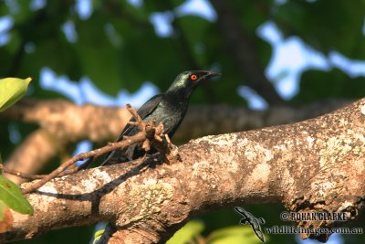 Singing Starling 9835.jpg