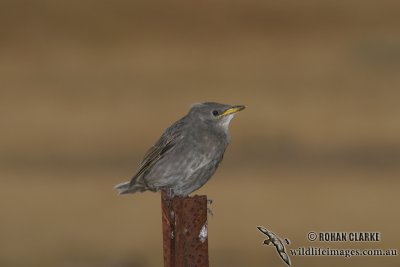 Common Starling 1244.jpg