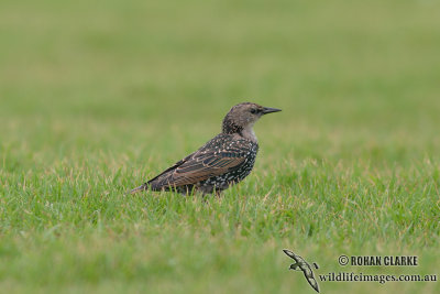 Common Starling 4583.jpg