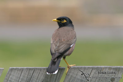 Common Myna