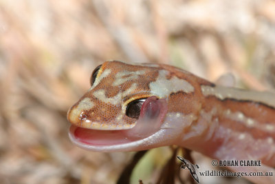 Diplodactylus steindachneri 0074.jpg