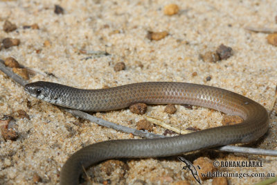 Marble-faced Legless Lizard - Delma australis