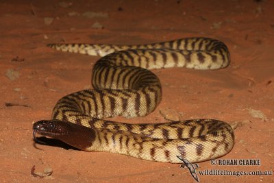 Black-headed Python - Aspidites melanocephalus 0270