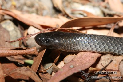 Cryptophis nigrescens 2949.jpg