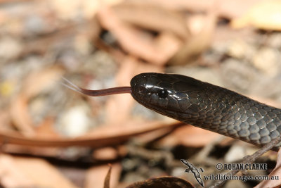 Cryptophis nigrescens 2964.jpg