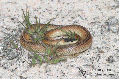 Spectacled Snake - Parasuta spectabilis