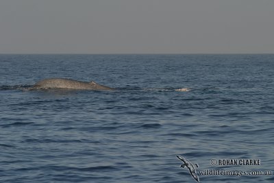 Blue Whale 4056.jpg