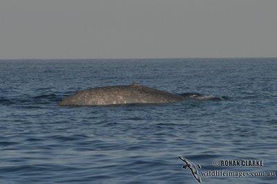 Blue Whale 4061.jpg
