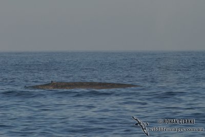 Blue Whale 4066.jpg