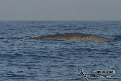 Blue Whale 4071.jpg