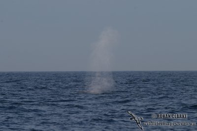 Blue Whale 4095.jpg