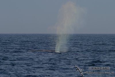Blue Whale 4100.jpg