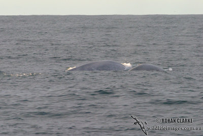 Blue Whale 4581.jpg