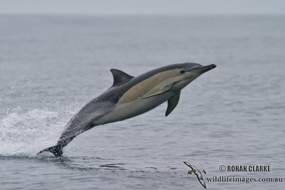 Common Dolphin 1540