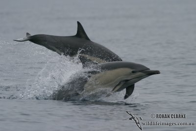 Common Dolphin