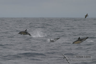 Common Dolphin 1599.jpg