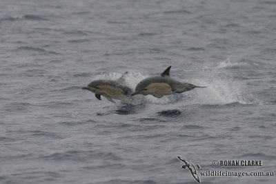 Common Dolphin 1601.jpg
