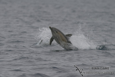 Common Dolphin 1607.jpg