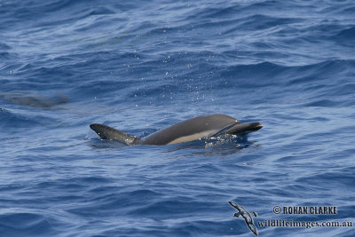 Common Dolphin 1829.jpg