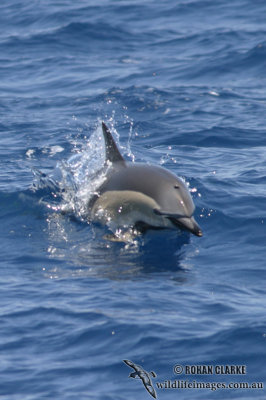 Common Dolphin 1831.jpg
