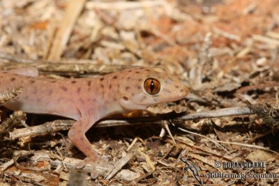 Gehyra pilbara 0222.jpg