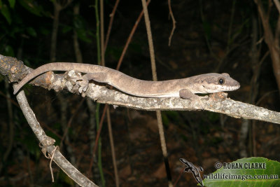 Pseudothecadactylus australis 6755.jpg