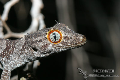 Northern Spiny-tailed Gecko - Strophurus ciliaris 0854
