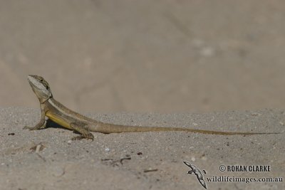 Amphibolurus gilberti 2106.jpg