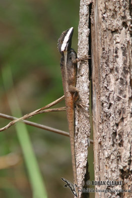 Lophognathus temporalis 8863.jpg