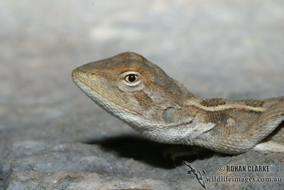 Tommy Round-head -  Diporiphora australis