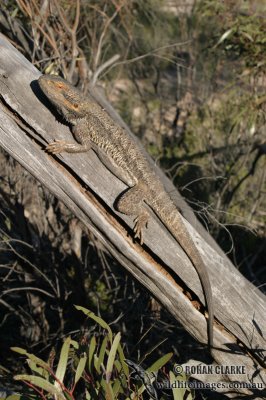 Pogona vitticeps 0110.jpg