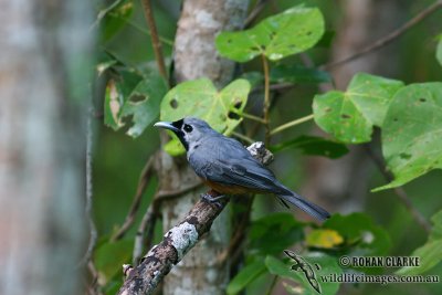 Black-faced Monarch 8807.jpg