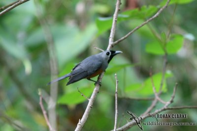 Black-faced Monarch 8877.jpg