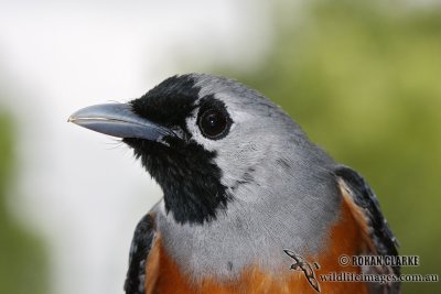 Black-faced Monarch 9014.jpg