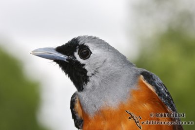 Black-faced Monarch 9023.jpg