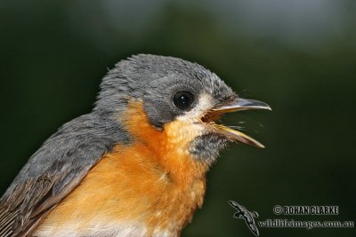 Spectacled Monarch 8675.jpg