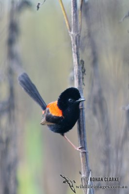 Red-backed Fairy-wren 9150.jpg