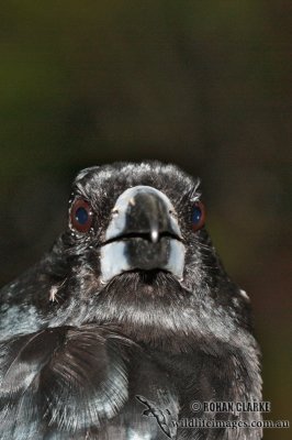 Black Butcherbird 7838.jpg