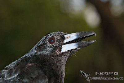 g5/73/838473/3/101071462.r0cM6IF5.jpg