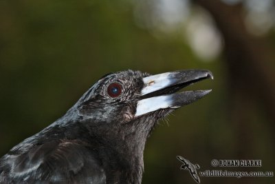 Black Butcherbird 7847.jpg