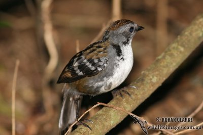 Southern Logrunner 9603.jpg