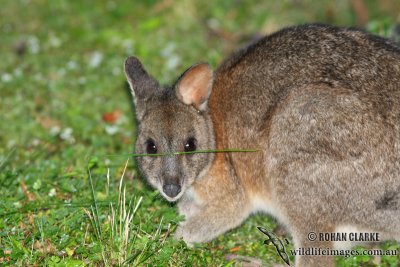 Red-necked Pademelon 9629.jpg