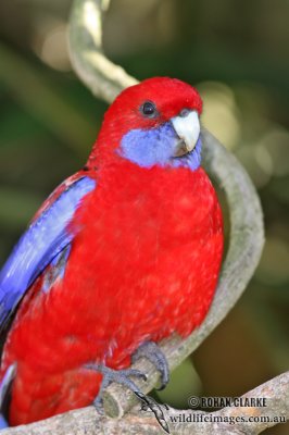 Crimson Rosella 9661.jpg