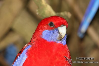 Crimson Rosella 9664.jpg