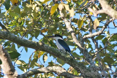 Collared Kingfisher 9241.jpg