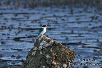 Collared Kingfisher 9775.jpg